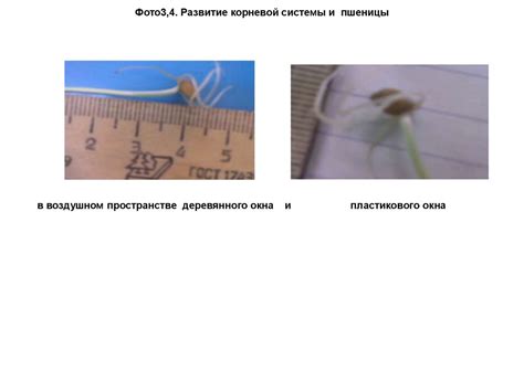 Механизмы развития тонких стеблей