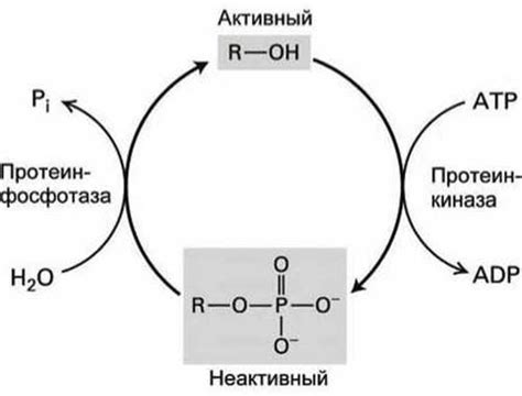 Механизмы регуляции активности белков