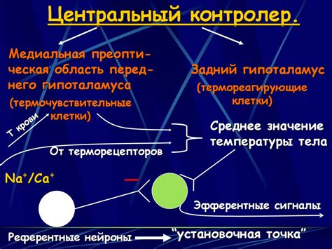 Механизмы регуляции температуры