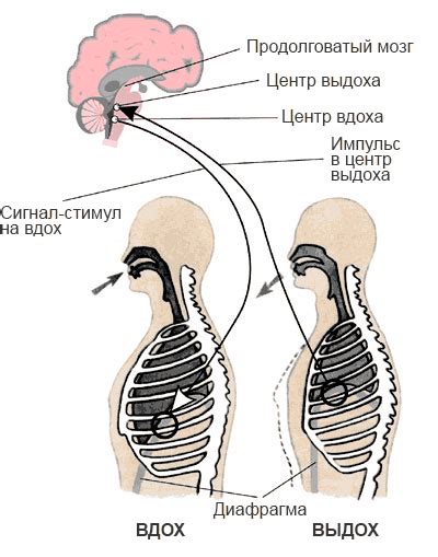 Механизм влияния задержания дыхания на пульс