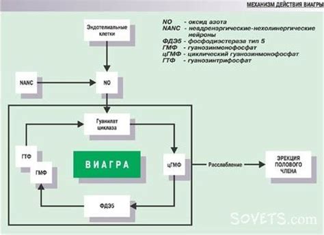 Механизм действия Виагры