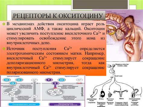 Механизм действия окситоцина на матку