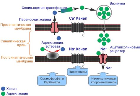 Механизм действия тауфона