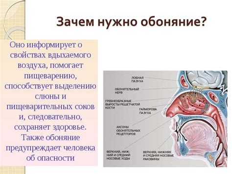 Механизм обоняния