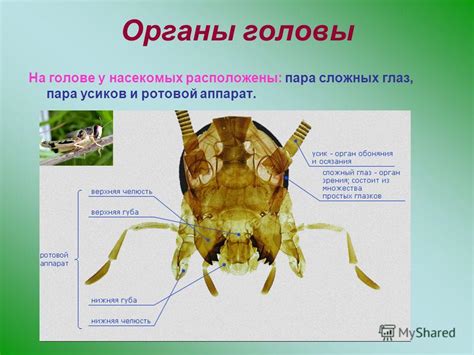 Мечты о насекомых на голове: какую символическую нагрузку они несут?