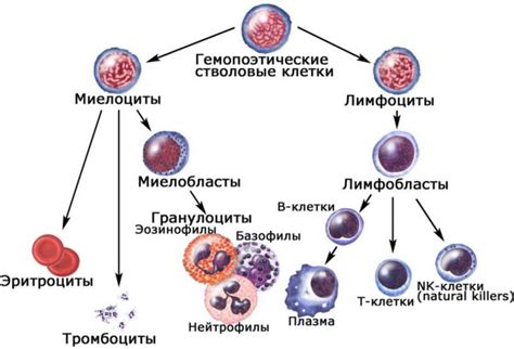 Миелоциты и метамиелоциты в крови