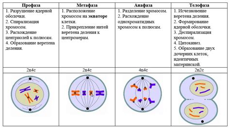 Митоз: что происходит с ядрышком?