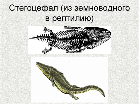 Мифическое и религиозное значение великого земноводного в мистических видениях