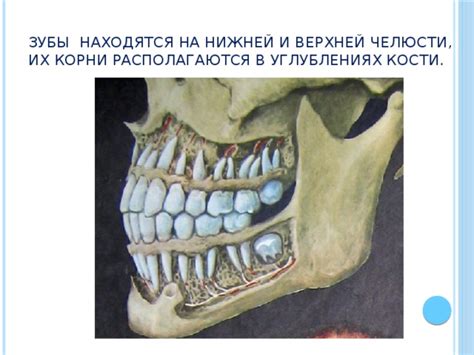 Мифологическое значение знамения об отсутствии зубов в сновидениях различных культур