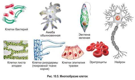 Многоклеточность и специализация клеток