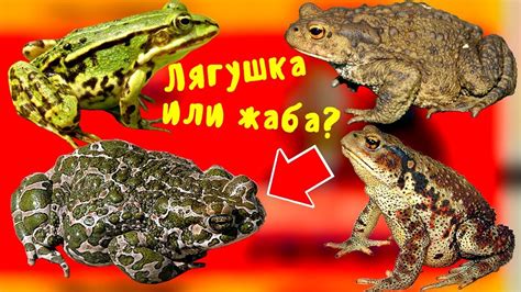 Множество лягушек и деньги: связь с финансовым положением