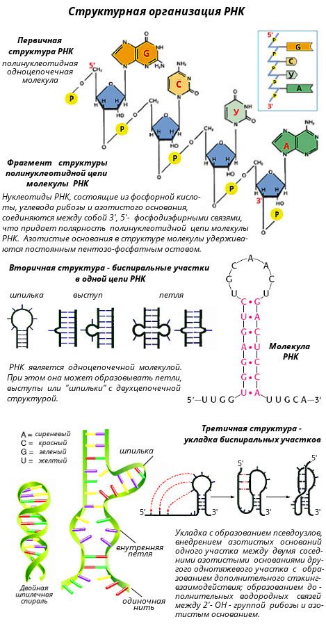 Модификация РНК: улучшение структуры и функциональности