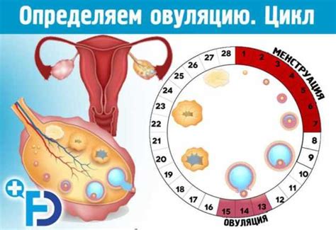 Может ли овуляция измениться