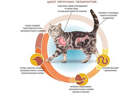 Можно ли заразиться от кошки? Реальные опасности и способы защиты