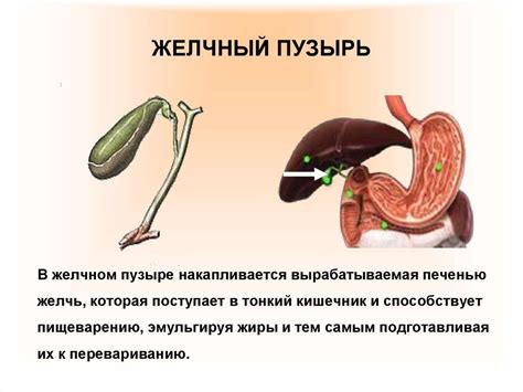 Можно ли мыться после удаления желчного пузыря?