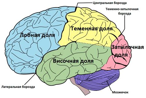 Мозг человека: особенности строения