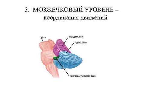 Мозжечковый уровень: