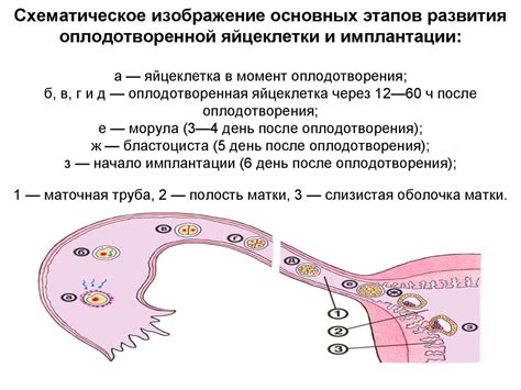 Момент возможного оплодотворения