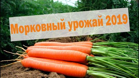 Морковный урожай: связь с финансовым достатком