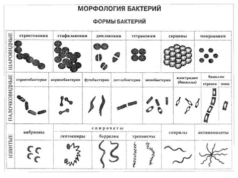 Морфология бактерий