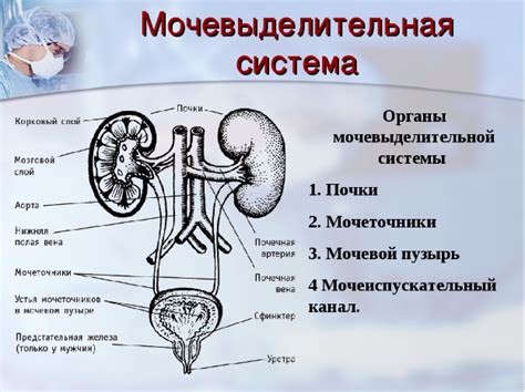 Мочевая система ребенка и ее особенности