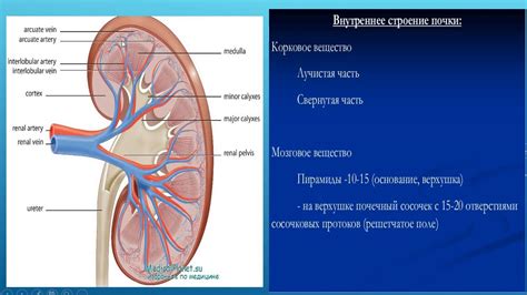 Мочеточники