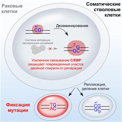 Мутации в геноме