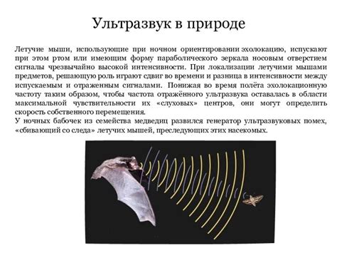 Мыши и ультразвук в снах: смысл и интерпретация