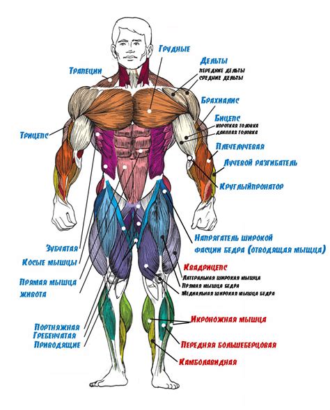 Мышцы и стройность