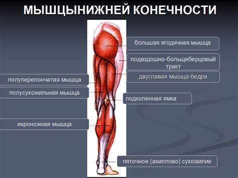 Мышцы ног и их роль в тренировке