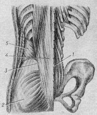 Мышцы пояснично-крестцовой области