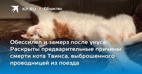 Наблюдайте за состоянием кота после укуса