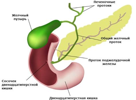 Назначение зондирования желчного пузыря у взрослых