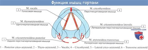 Напряжение голосовых связок