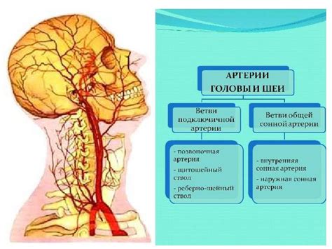 Нарушение кровоснабжения головы и уха