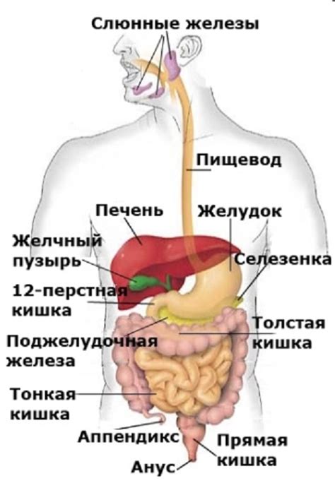 Нарушение пищеварения: причины и способы справиться с плачем ребенка во время пуканья