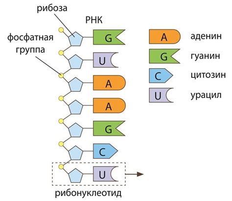 Нарушение синтеза ДНК и РНК