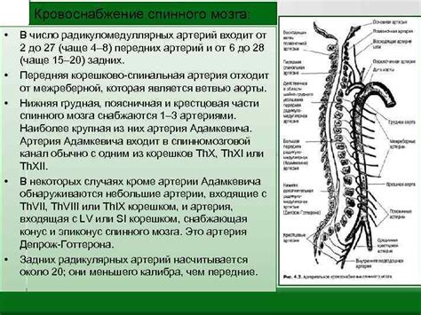 Нарушения в работе спинного мозга