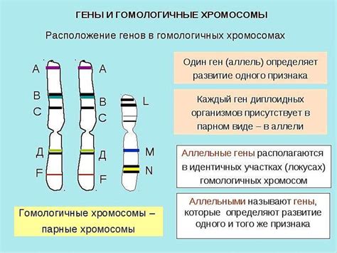 Наследственность и генетика: риск развития худобы