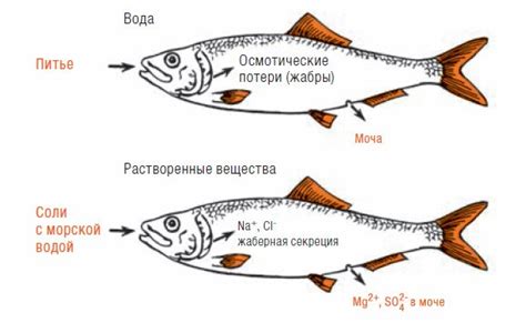 Научное объяснение отсутствия клева у рыбы в новолуние