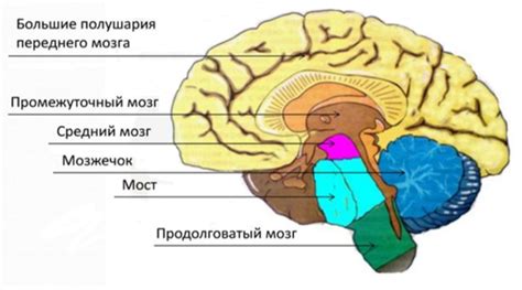 Научные исследования отделов головного мозга