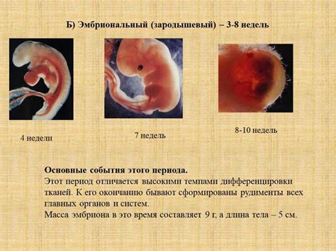 Начало превращения эмбриона в плод