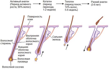 Начало роста волос на пахе