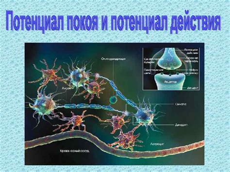 Невронная сеть: взаимодействие нервных клеток