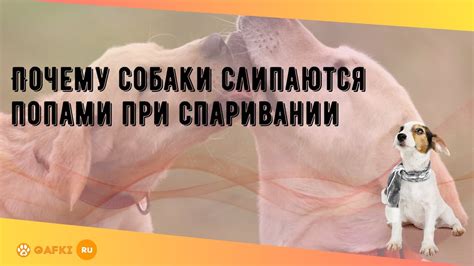 Негативные проявления в толковании сна о спаривании собаки