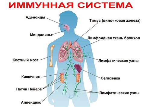 Недостаточная иммунная система