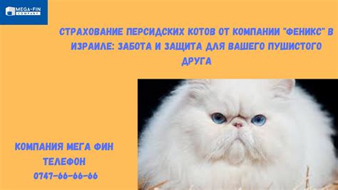 Неизменное присутствие вашего пушистого спутника в мире сновений: почему коты войди в вашу подсознательную жизнь?