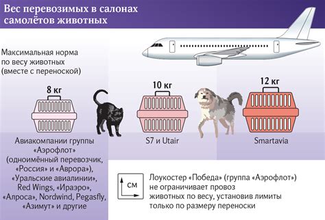 Необходимые документы для перевозки кошек в поезде