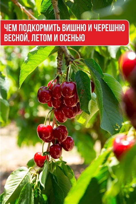 Неправильное удобрение: как правильно подкормить черешню