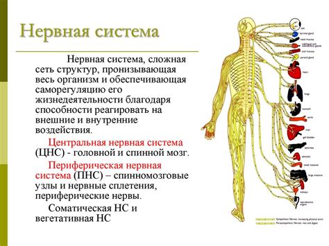 Нервная система и ее роль в сне